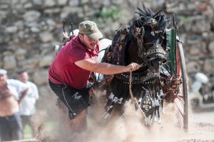 Tramo IX del Jardín del Turia acoge estos días el XI Concurs De Tir i Arrossegament ‘Ciutat de València’