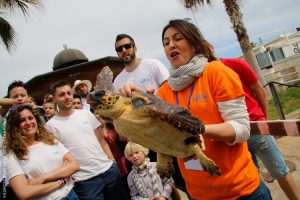 Tradicional suelta de tortugas.