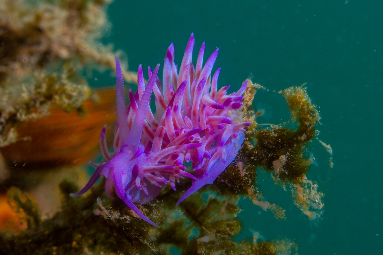 Arrecifes Malvarrosa
